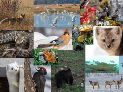 22 мая - международный день биологического разнообразия